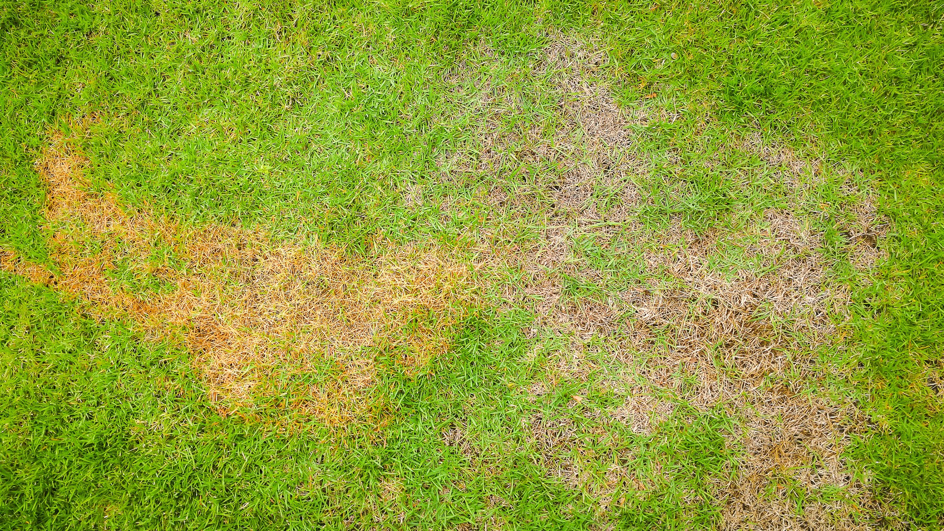 lawn-disease-control-in-ankeny-johnston-urbandale-ia-etch-outdoor