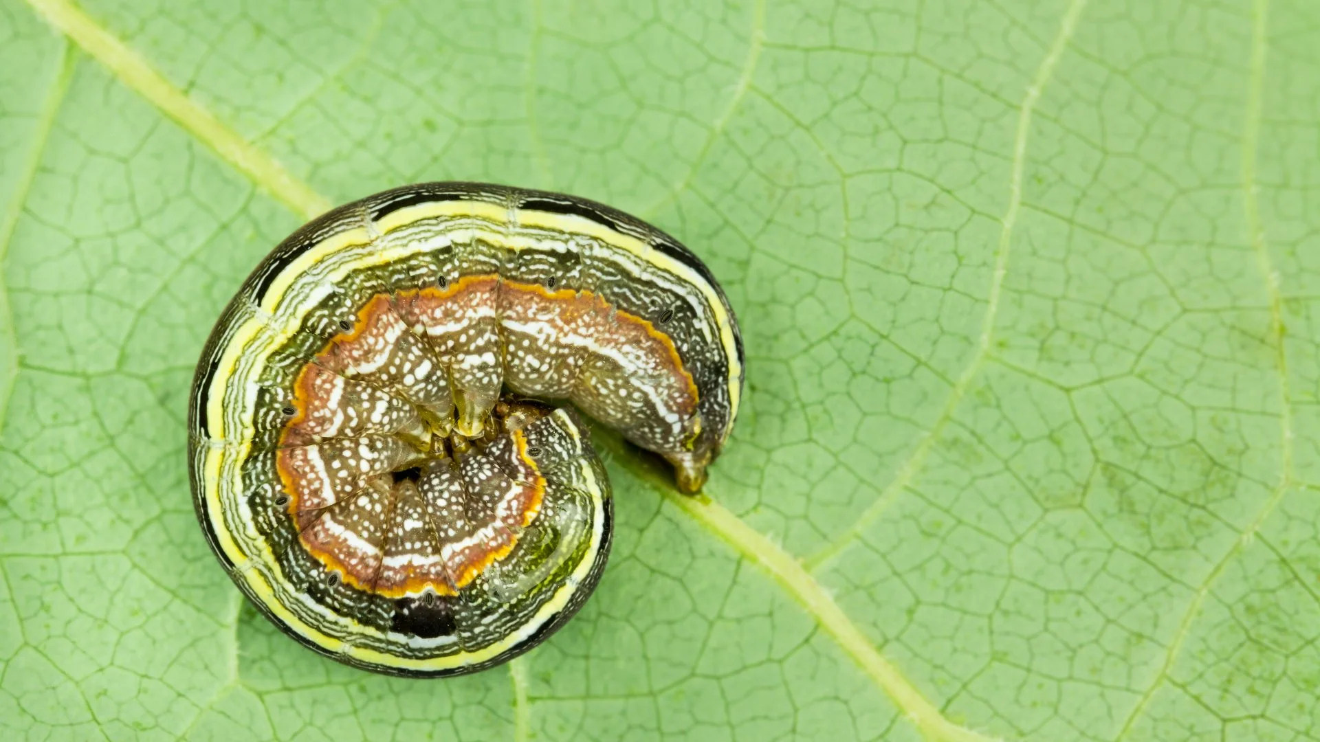 What Are Armyworms & What Damage Do They Cause to Lawns?