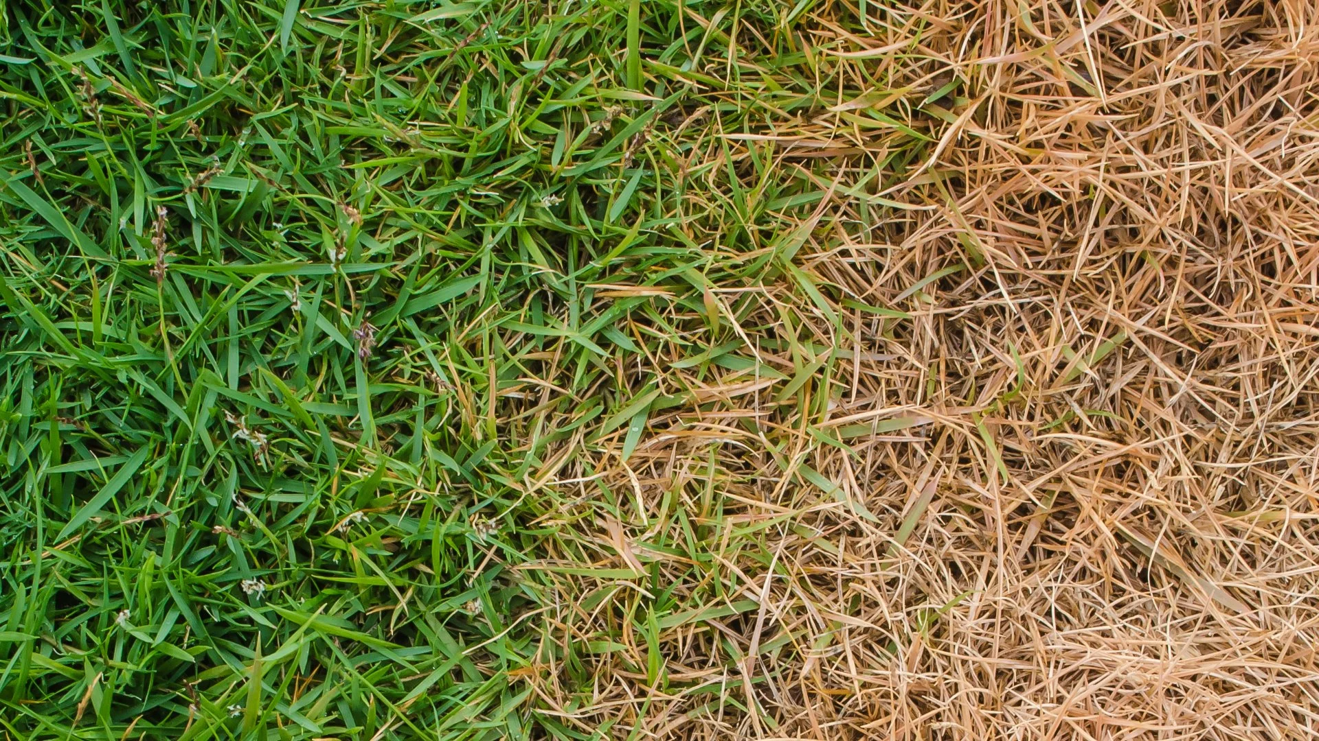 Is Your Lawn Suffering From Fertilizer Burn? Here's What to Do