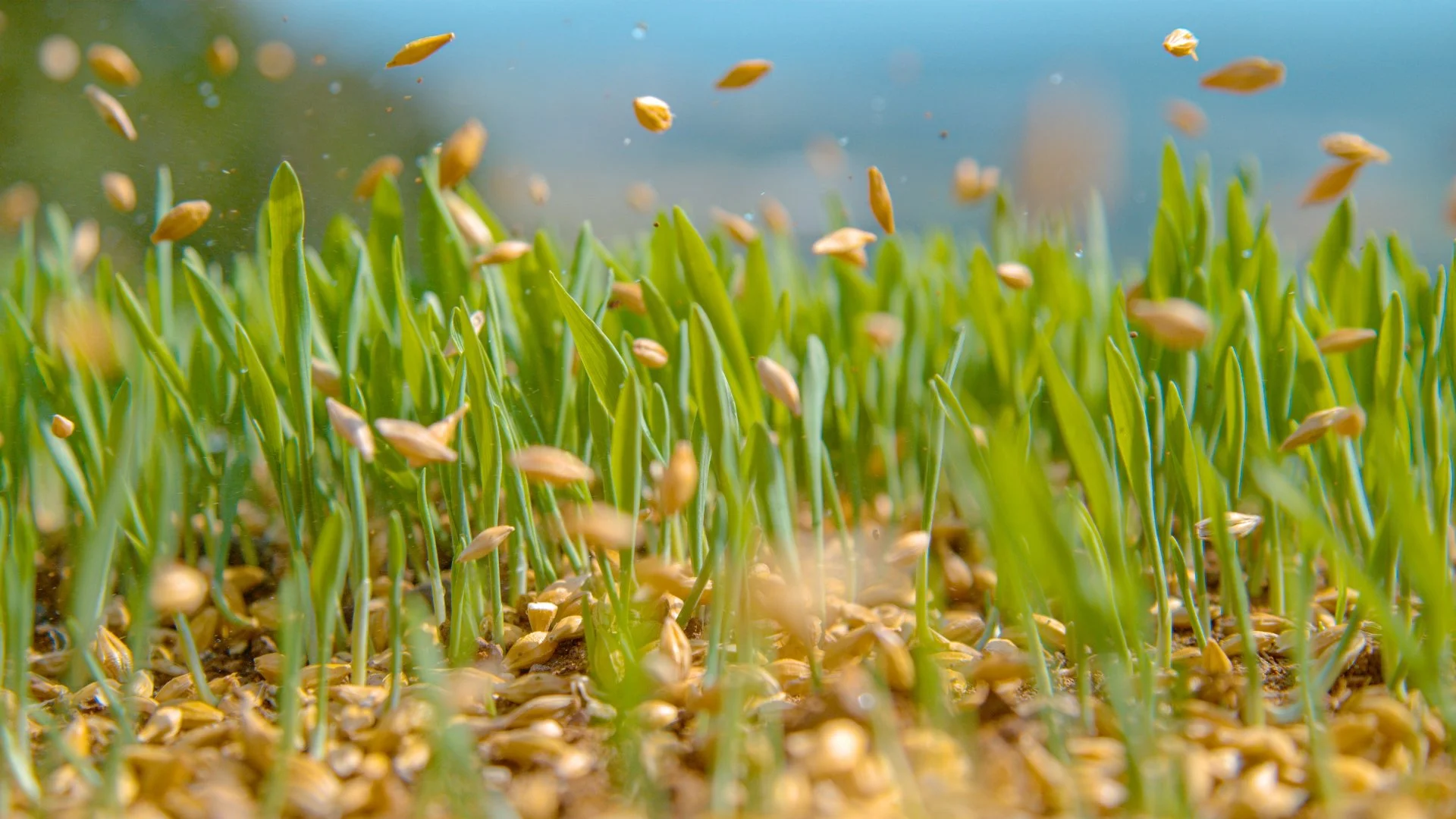 3 Things You Should Do Before Overseeding Your Lawn