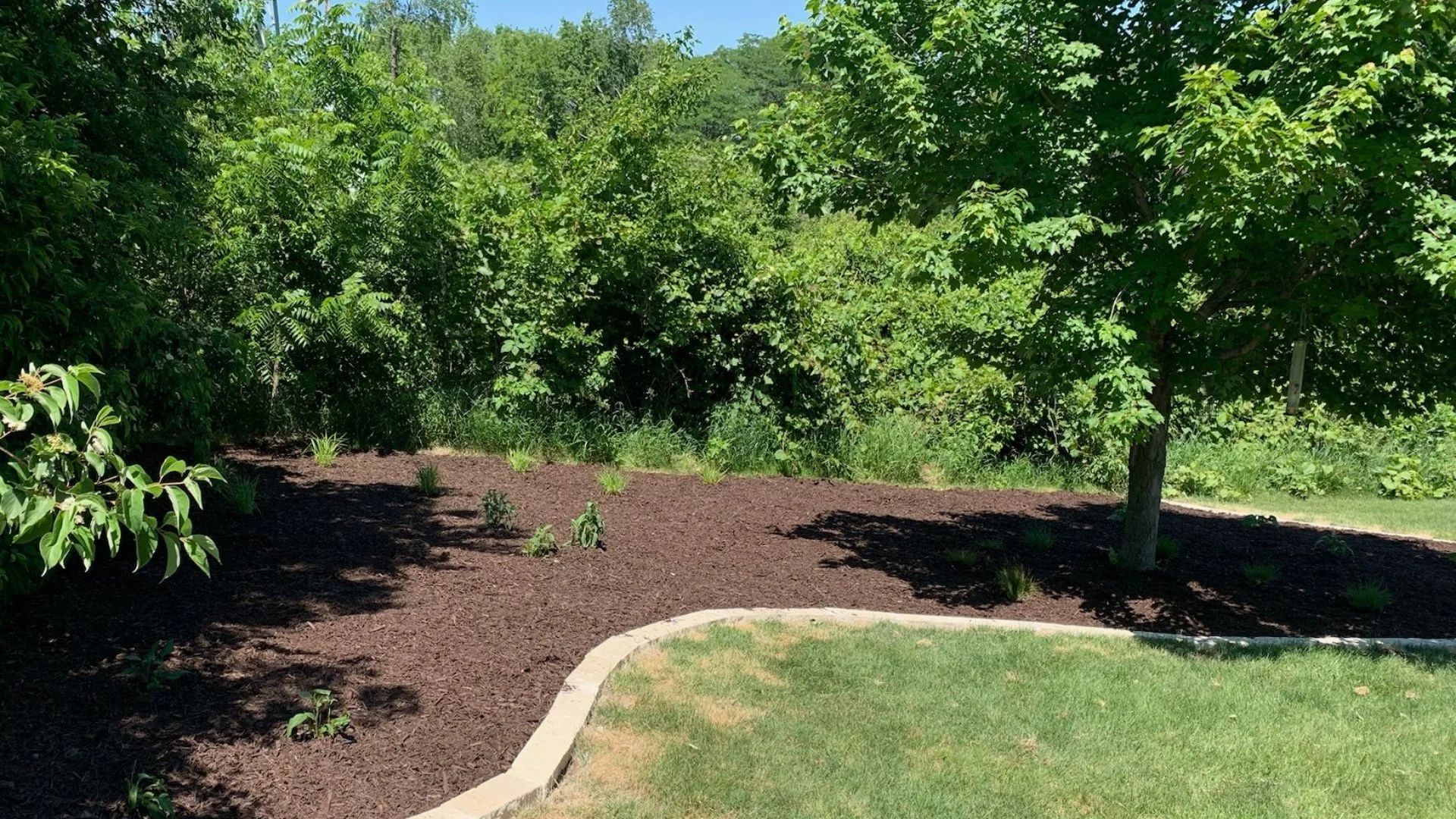 Mulch Ground Cover Options to Enhance Your Landscape's Curb Appeal