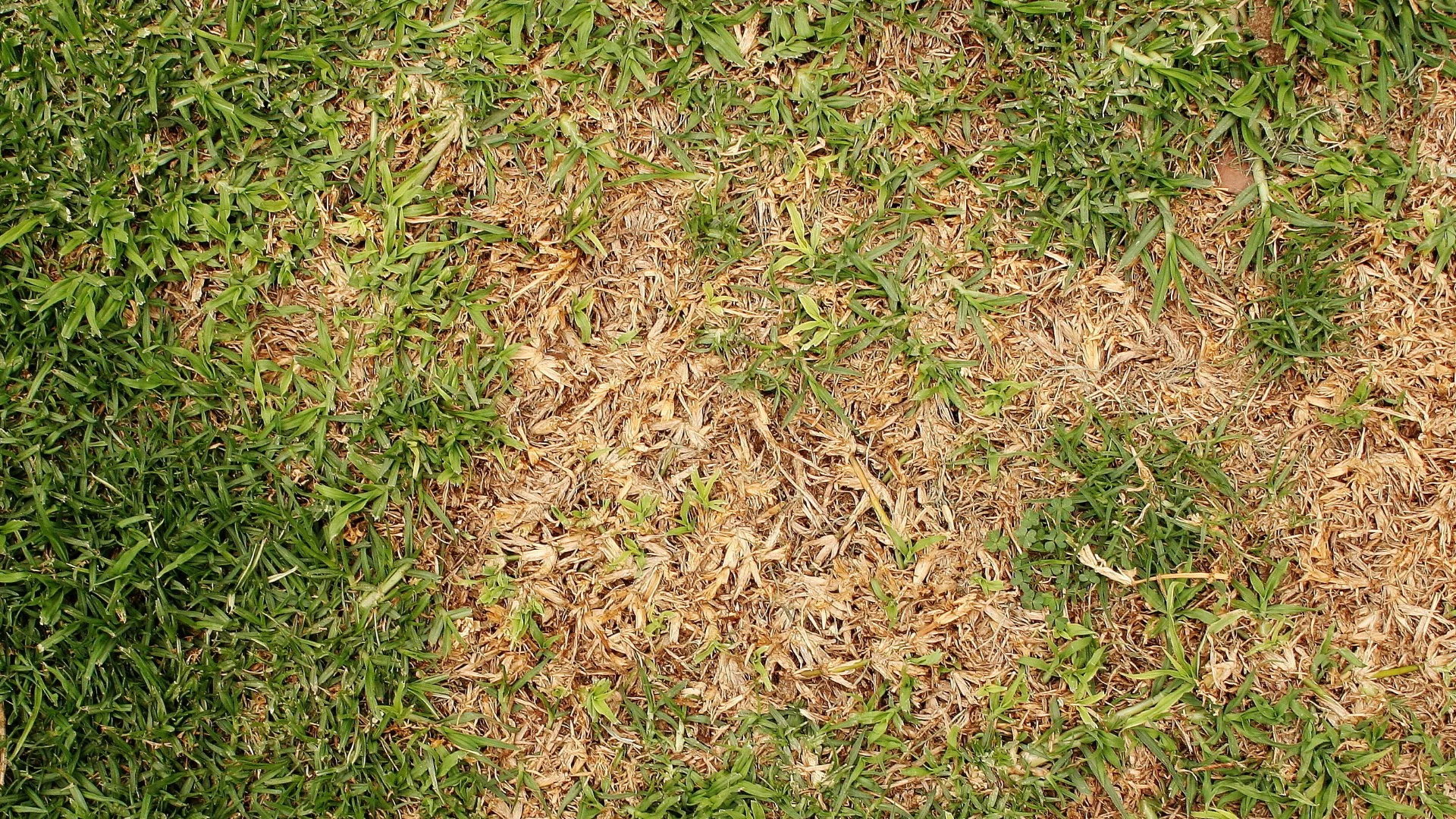 Common Lawn Diseases in Iowa & How to Identify Them