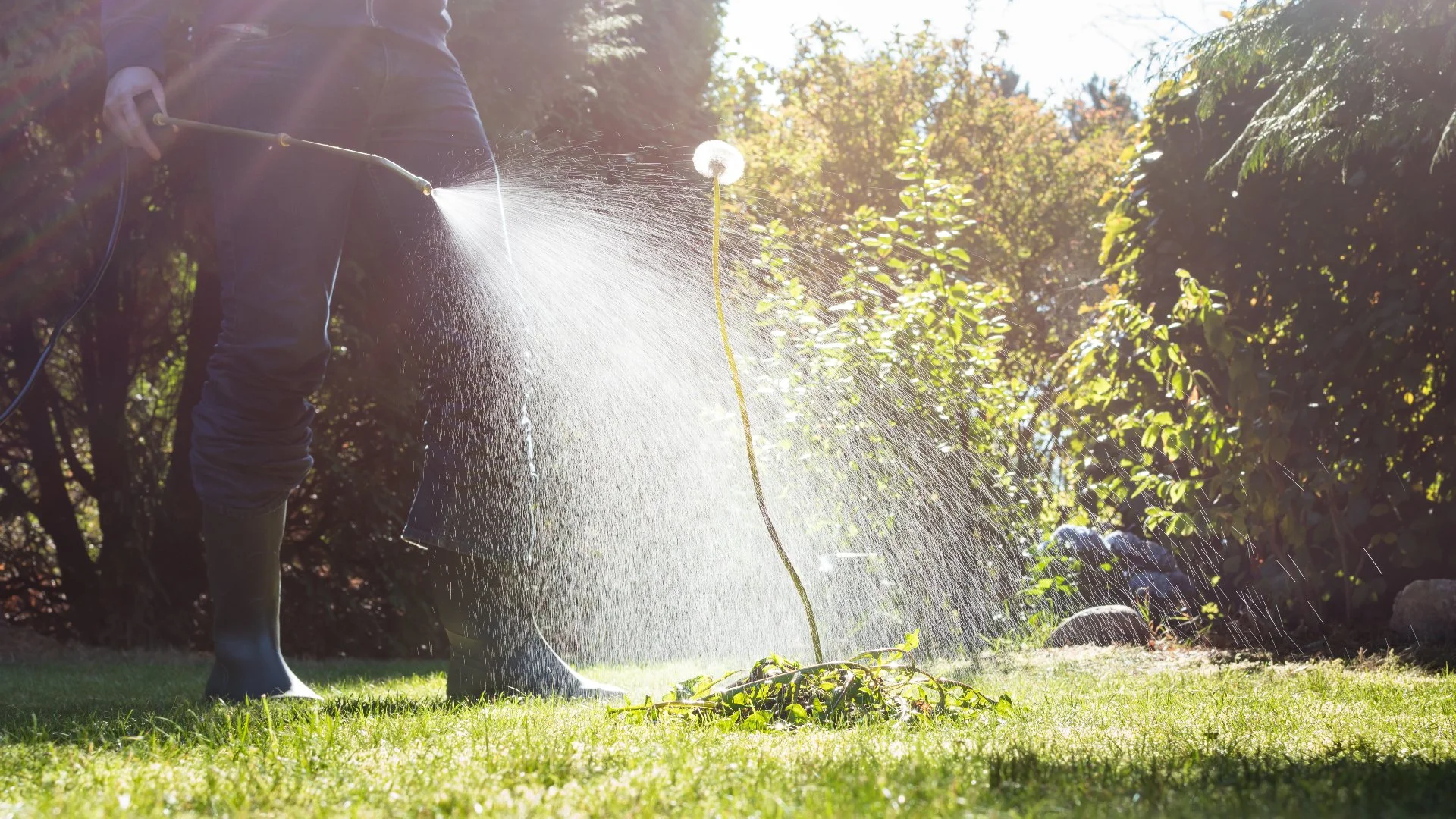 Will Post-Emergent Weed Control Treatments Hurt Your Lawn?