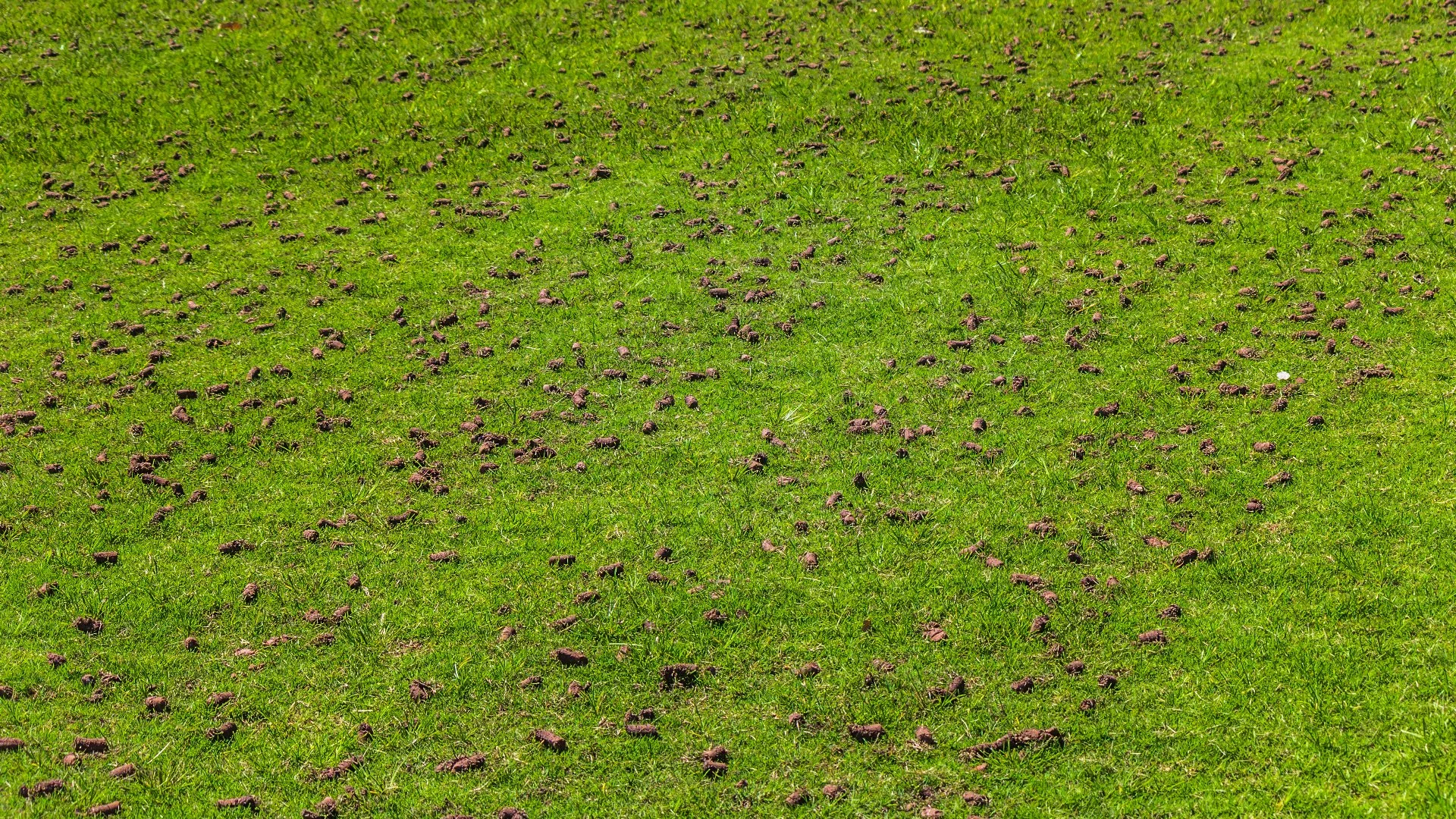 Does Core Aeration Really Help Your Lawn or Just Stress It Out?