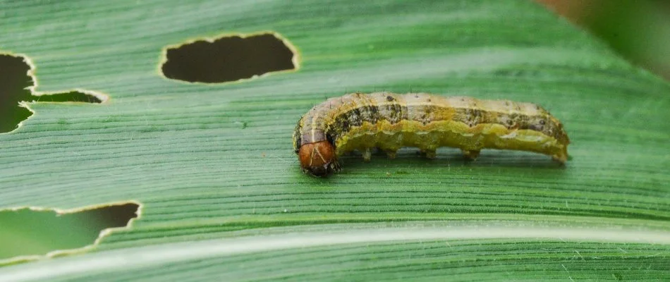 Armyworm chewing on a damaged grass blade in Ankeny, IA.