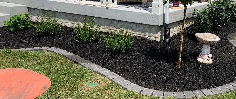 Black mulch on a landscape bed in Ankeny, IA, with shrubs.