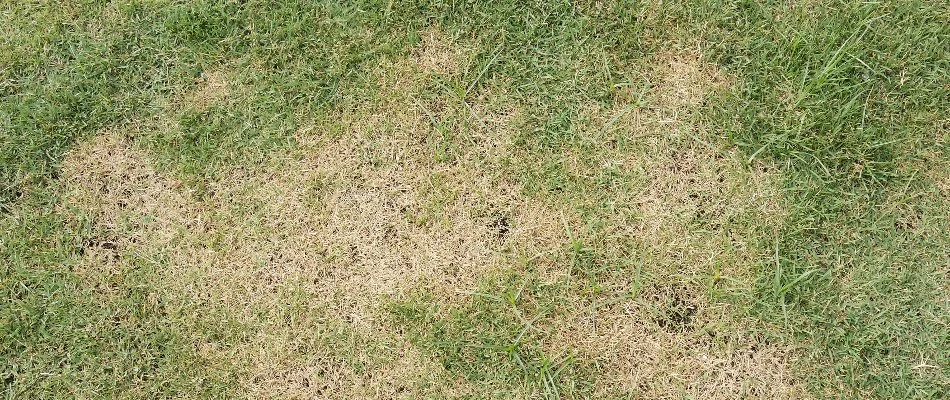 Brown patch disease on a lawn in Ankeny, IA.