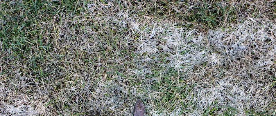 Grass in Ankeny, IA, with powdery mildew.