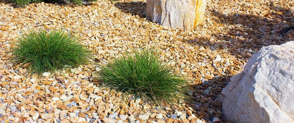 Landscape in Ankeny, IA, with rock ground cover and two small plants.