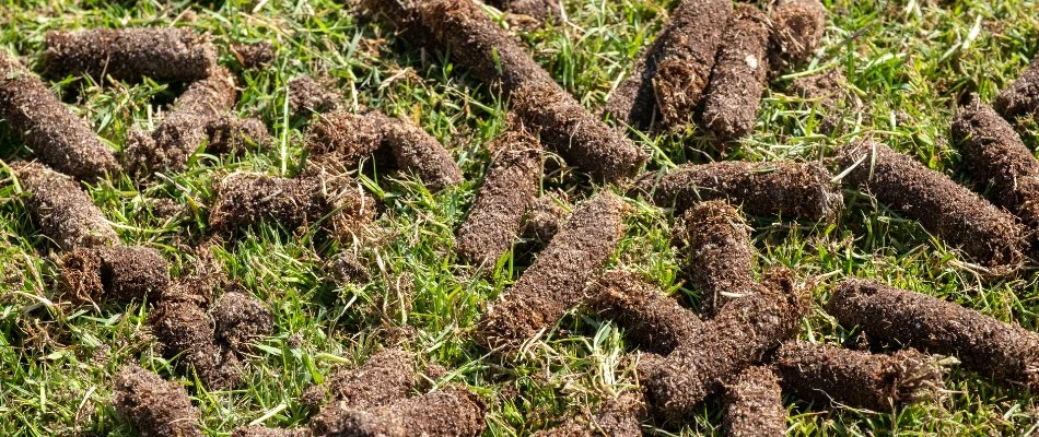 Soil cores on a lawn in Ankeny, IA, after aeration.