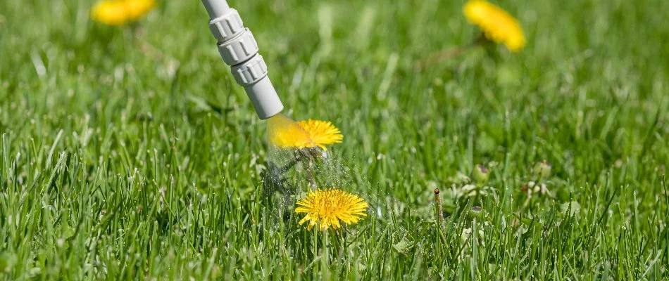 Treating dandelion on a lawn in Ankeny, IA, with post-emergent weed control.