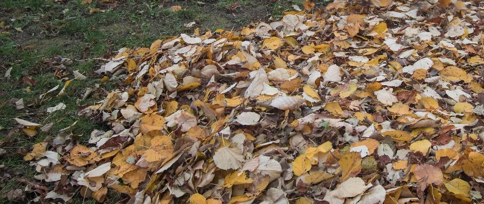 Thick pile of leaves covering a lawn in Ankeny, IA.