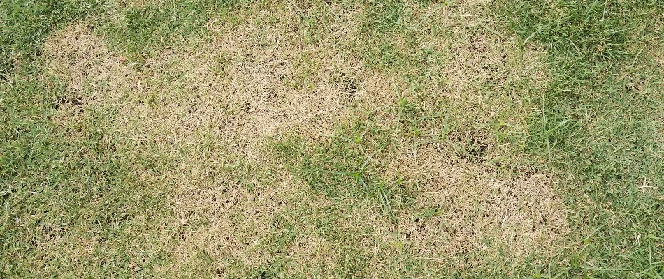 Yellow grass in Ankeny, IA, caused by fertilizer burn.