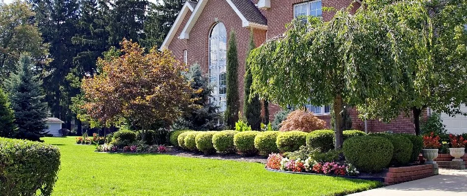 Front yard with trees and plants in Marion, IA.