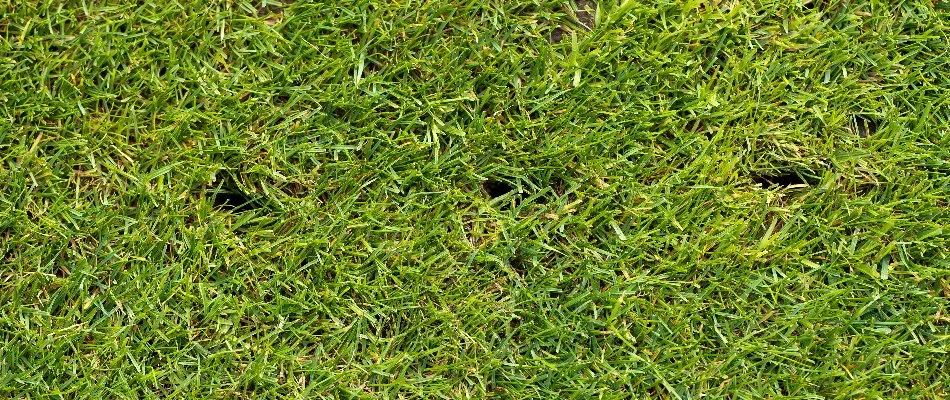 Holes left in the grass as a result from core aeration.