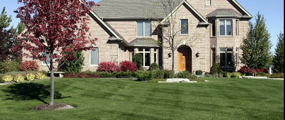 A lawn in Ankeny, IA, with green grass and a tree with red leaves.