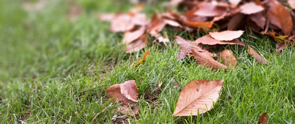 Leaves scattered across a lawn in Ankeny, IA.