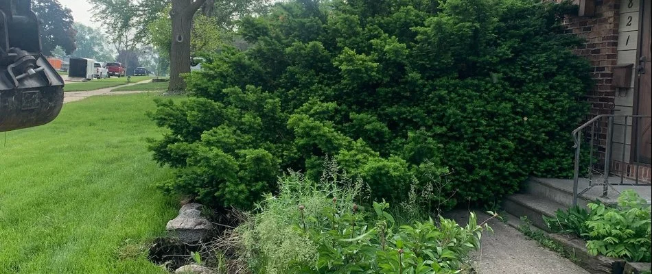 Thick, green vegetation in front of a house in Johnston, IA.