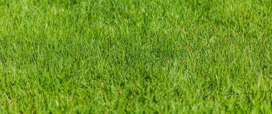 Vibrant, green grass blades in Lake Panorama, IA.